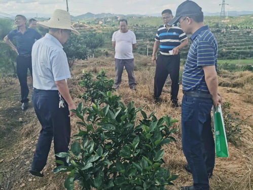 科技服务助力振兴 第93批中国博士后科技服务团在赣州宁都开展技术服务纪实