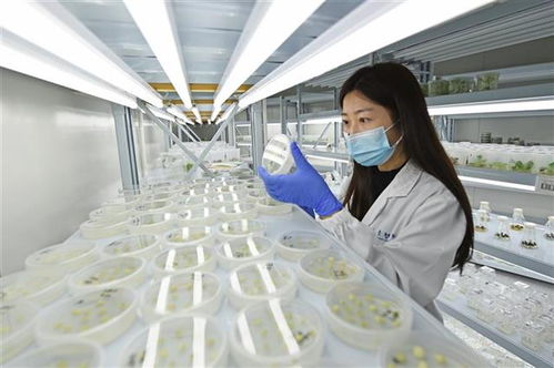 高科技加持，技术服务助力农作物品质升级